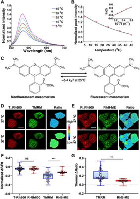 A sensitive mitochondrial thermometry 2.0 and the availability of thermogenic capacity of brown adipocyte